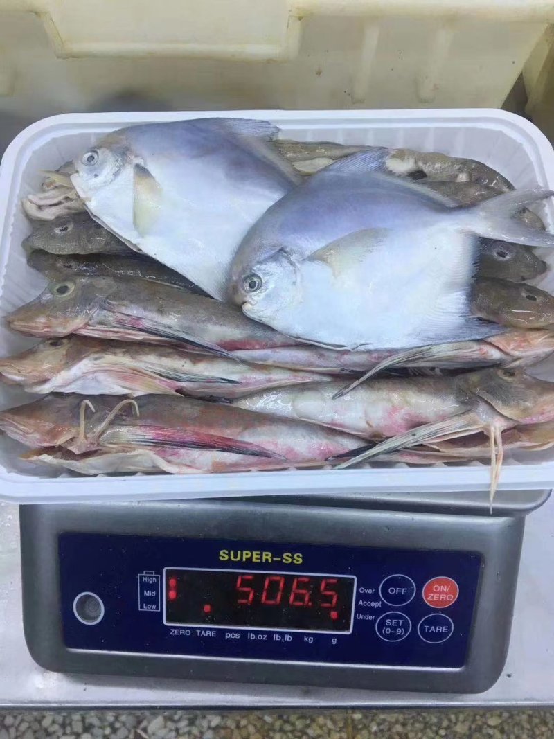 【有好货】海杂鱼组合海杂鱼海杂鱼组合