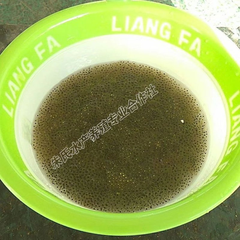 黑斑蛙苗青蛙卵种苗青蛙苗包技术包回收