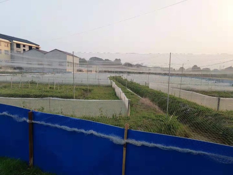 黑斑蛙苗青蛙卵种苗青蛙苗包技术包回收