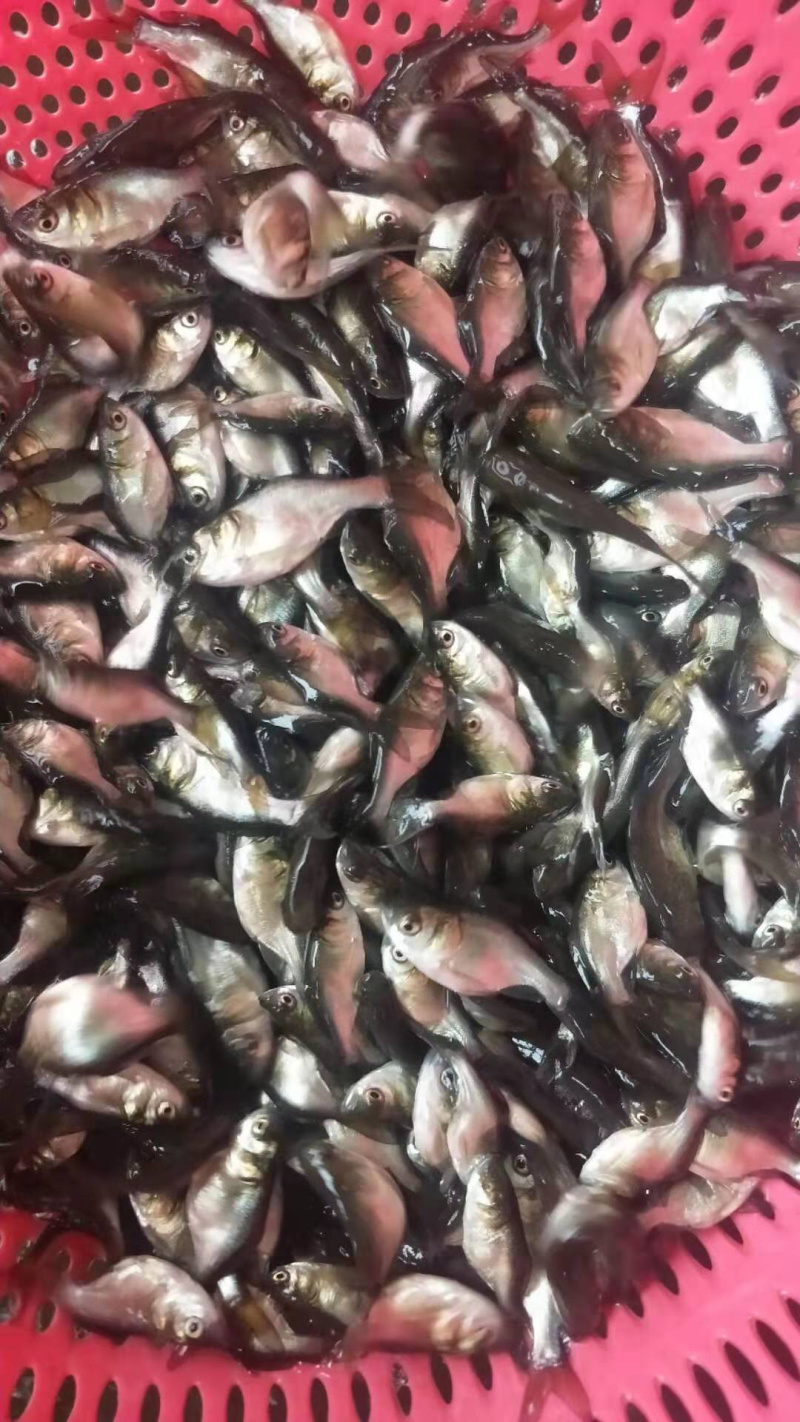 缩骨大头鱼苗缩骨花鲢仙骨大头苗效益好优良品质
