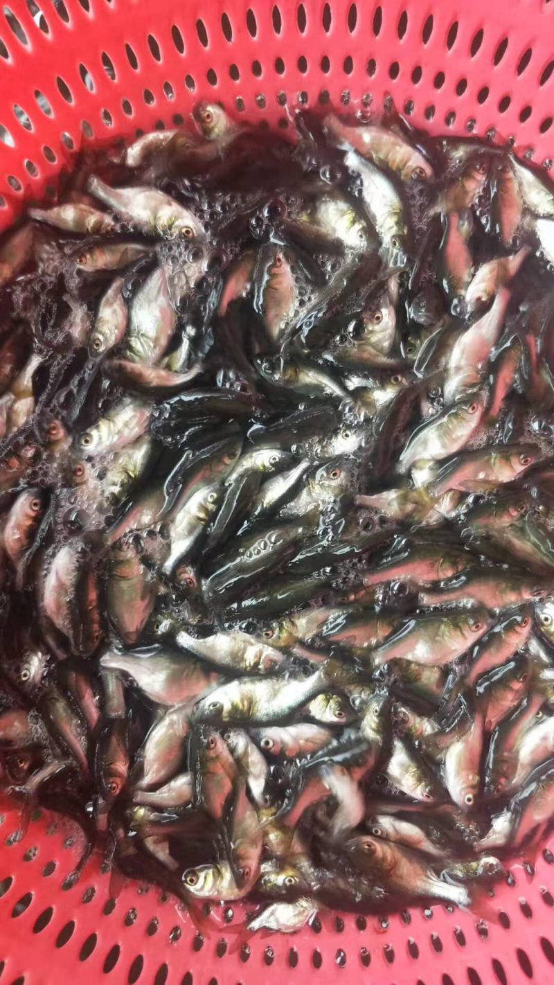 缩骨大头鱼苗缩骨花鲢仙骨大头苗效益好优良品质
