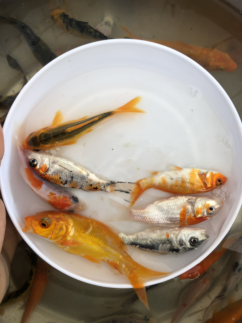 观常鱼苗锦鲤鱼苗颜色鲜艳品种规格齐全
