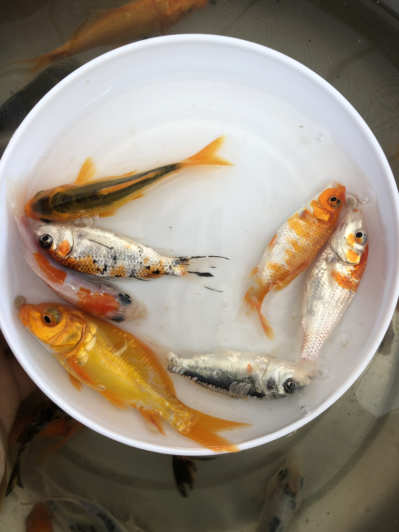 观常鱼苗锦鲤鱼苗颜色鲜艳品种规格齐全