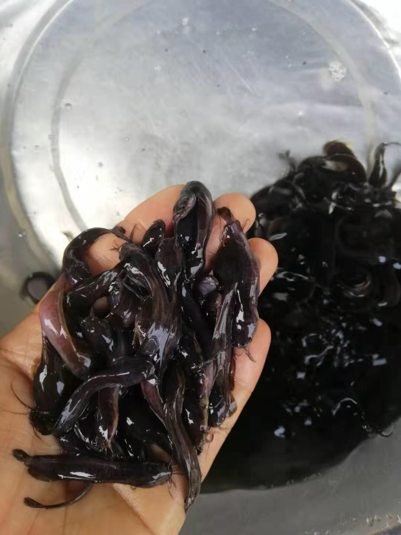 本地塘鲺鱼苗三角塘鲺包鱼苗养殖技术大量批发
