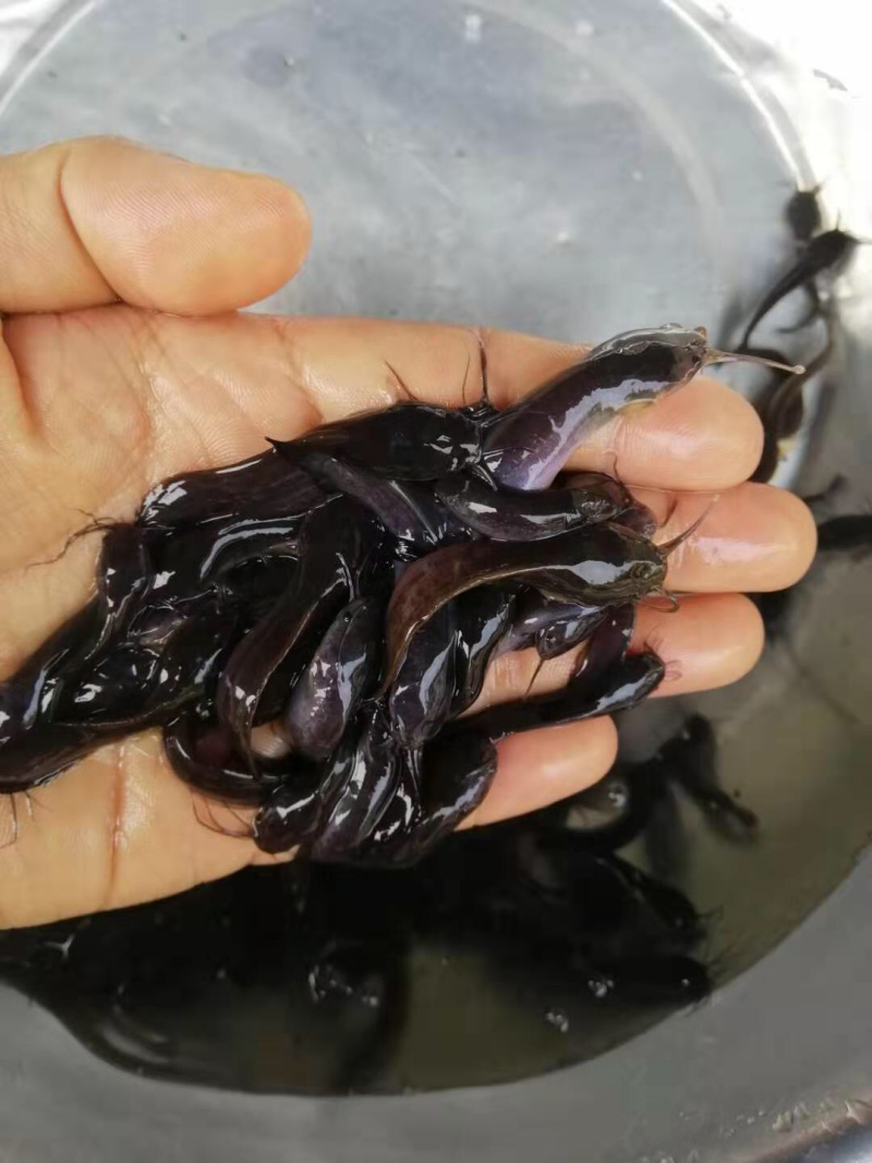 本地塘鲺鱼苗三角塘鲺包鱼苗养殖技术大量批发