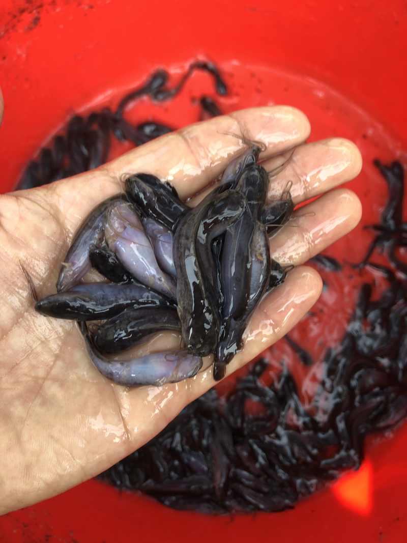 本地塘鲺鱼苗三角塘鲺包鱼苗养殖技术大量批发