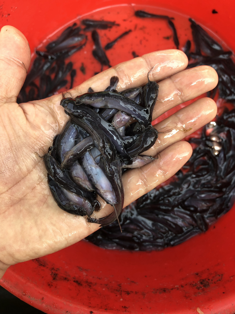 本地塘鲺鱼苗三角塘鲺包鱼苗养殖技术大量批发