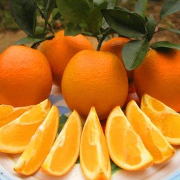 【实力】精品纽荷尔脐橙，大量上市，欢迎全国客户订购