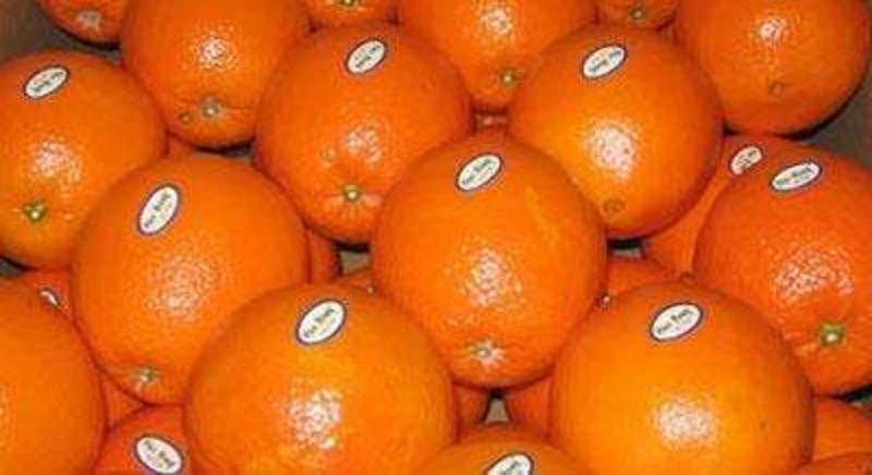 【实力】精品纽荷尔脐橙，大量上市，欢迎全国客户订购