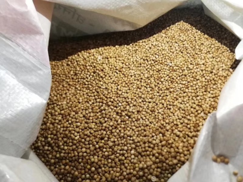 畅销安瑟米澳洲波尔耐热香菜种子耐抽苔耐干旱产量高生长迅速