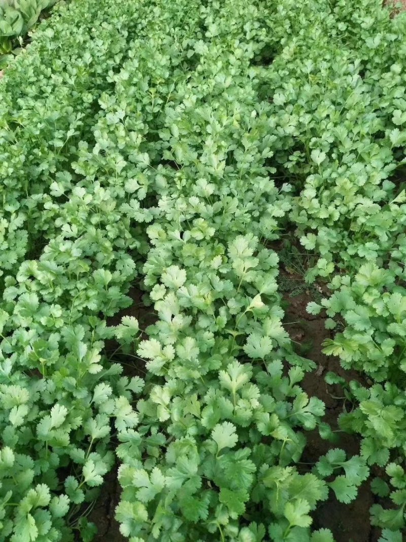 畅销安瑟米澳洲波尔耐热香菜种子耐抽苔耐干旱产量高生长迅速
