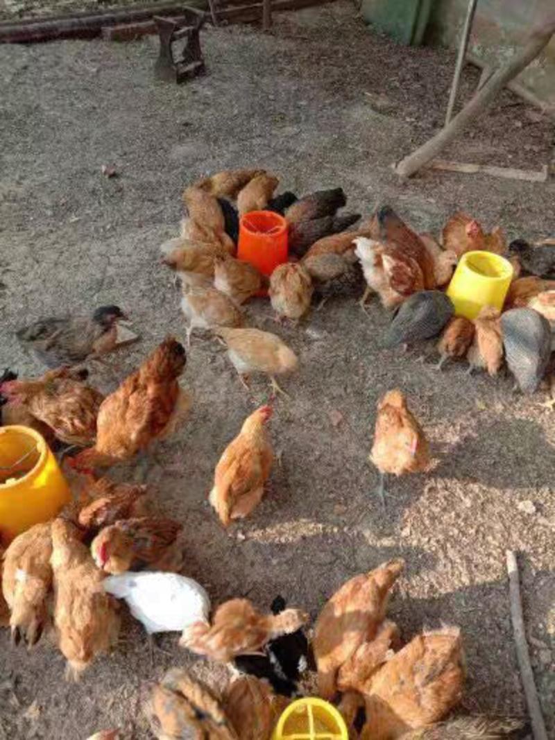 沪式大加厚养鸡鸭鹅饲料桶养殖料筒畜禽饲料槽自动喂食器用品