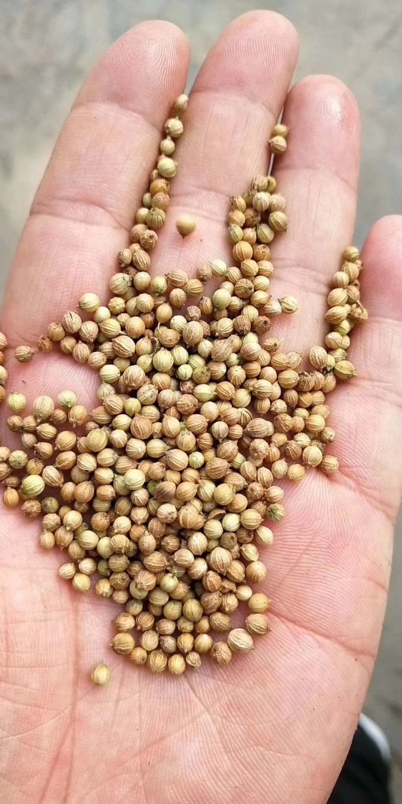 畅销安瑟米澳洲波尔耐热香菜种子耐抽苔耐干旱产量高生长迅速