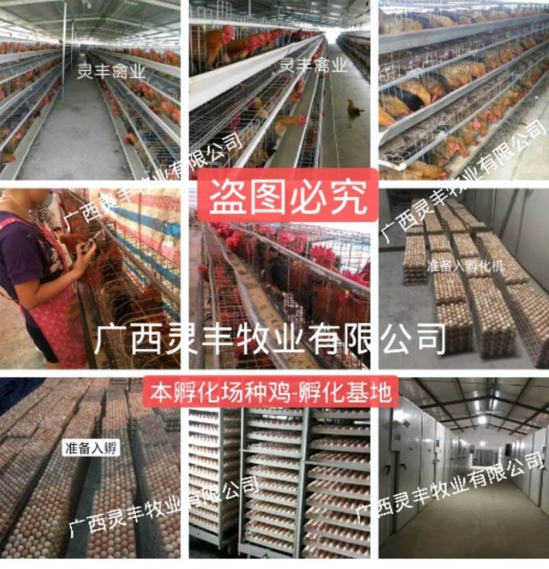 白鹅苗，日龄打好疫苗成活率高