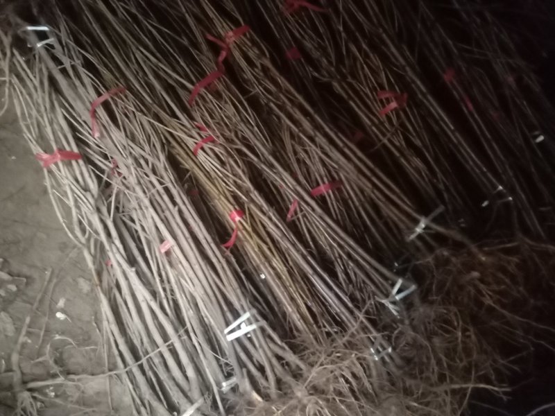 樱桃树苗，大樱桃苗，樱桃树，大樱桃树