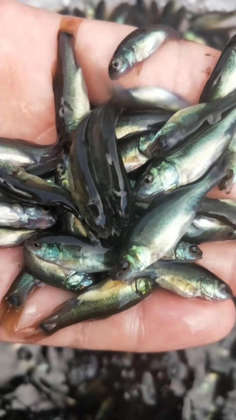 丁桂鱼苗黄蜡丁活力十足体型好耐寒力强