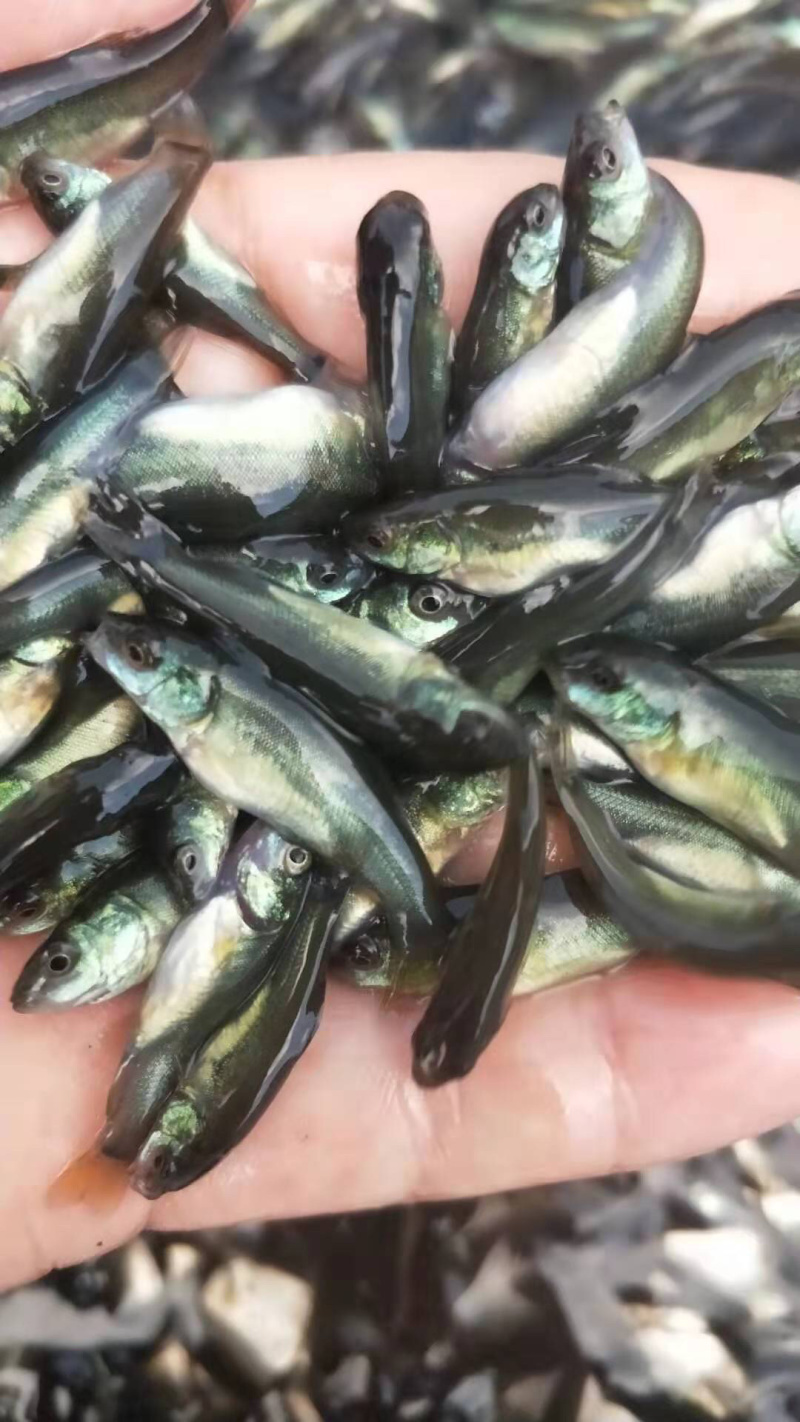 丁桂鱼苗黄蜡丁活力十足体型好耐寒力强