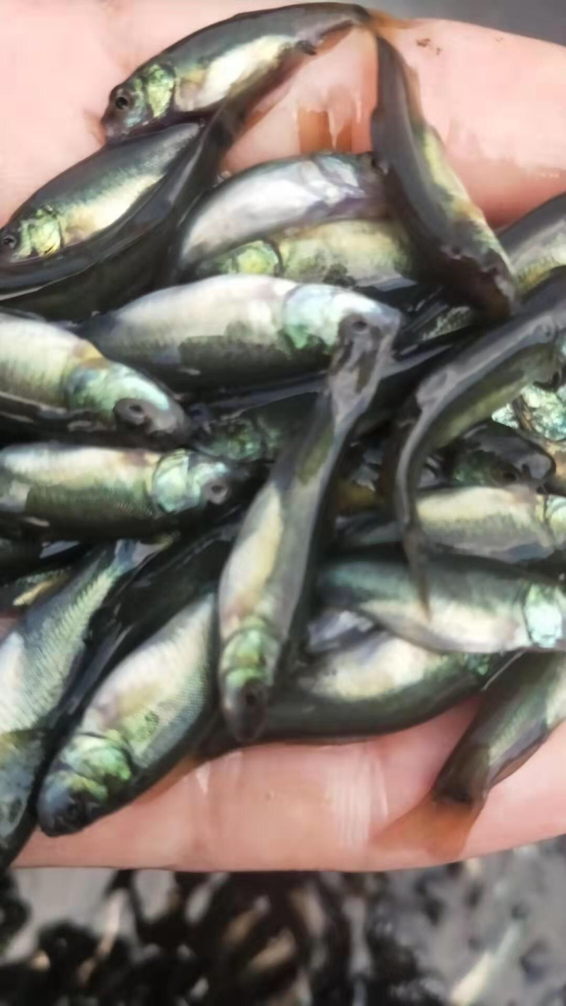 丁桂鱼苗黄蜡丁活力十足体型好耐寒力强