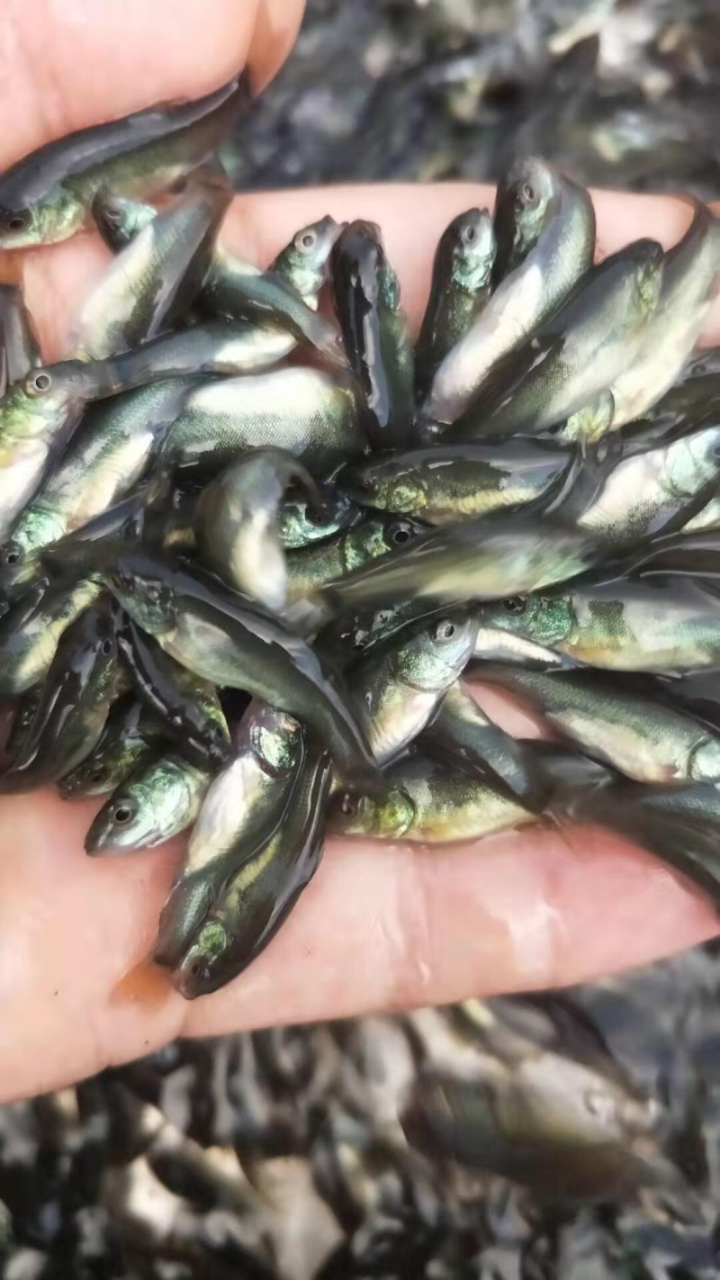 丁桂鱼苗黄蜡丁活力十足体型好耐寒力强