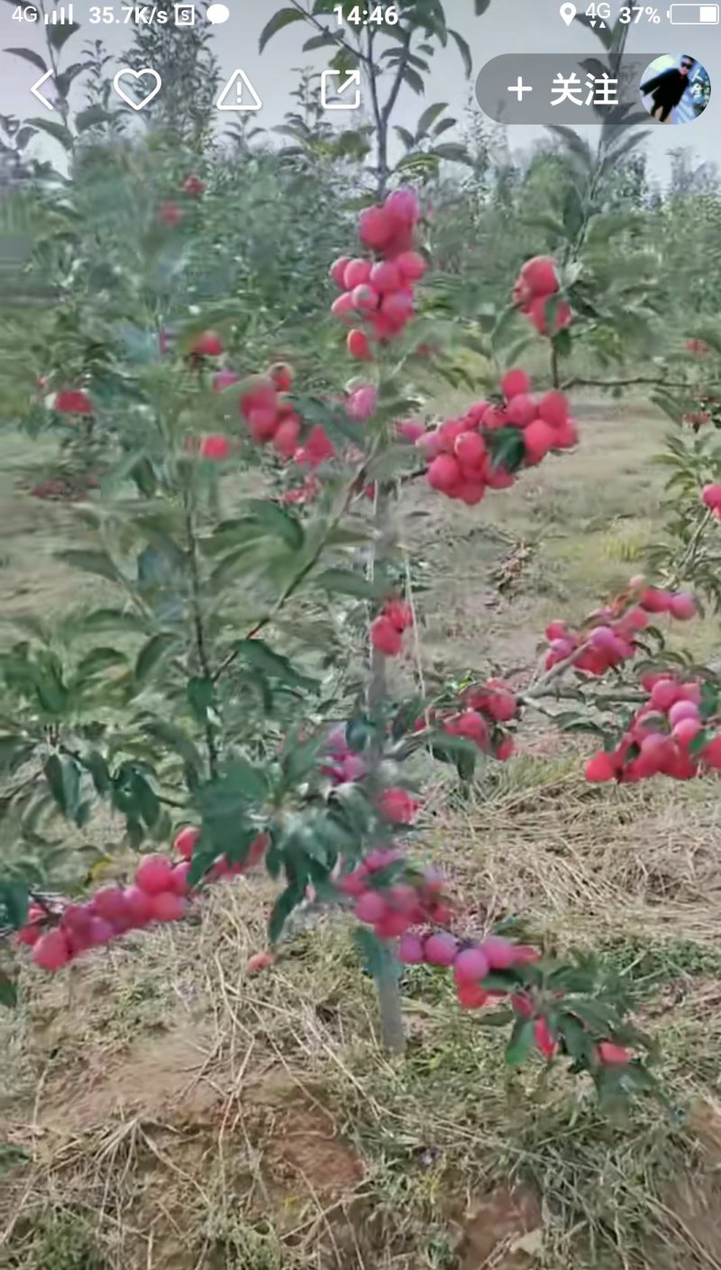 福岛短枝红富士苹果树苗，短枝型，结果快，没有大小年！