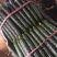 大量供应精品密刺黄瓜