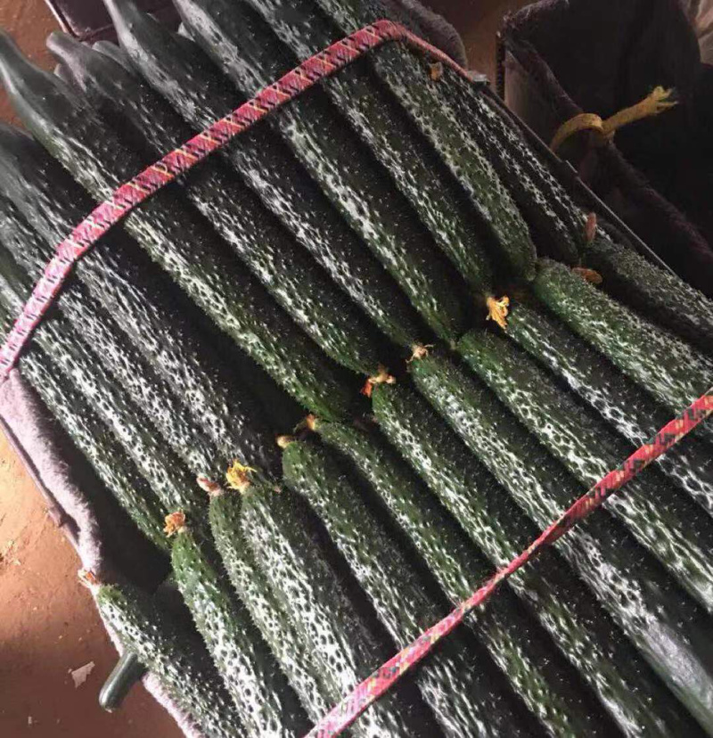 大量供应精品密刺黄瓜