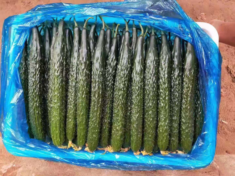 大量供应精品密刺黄瓜