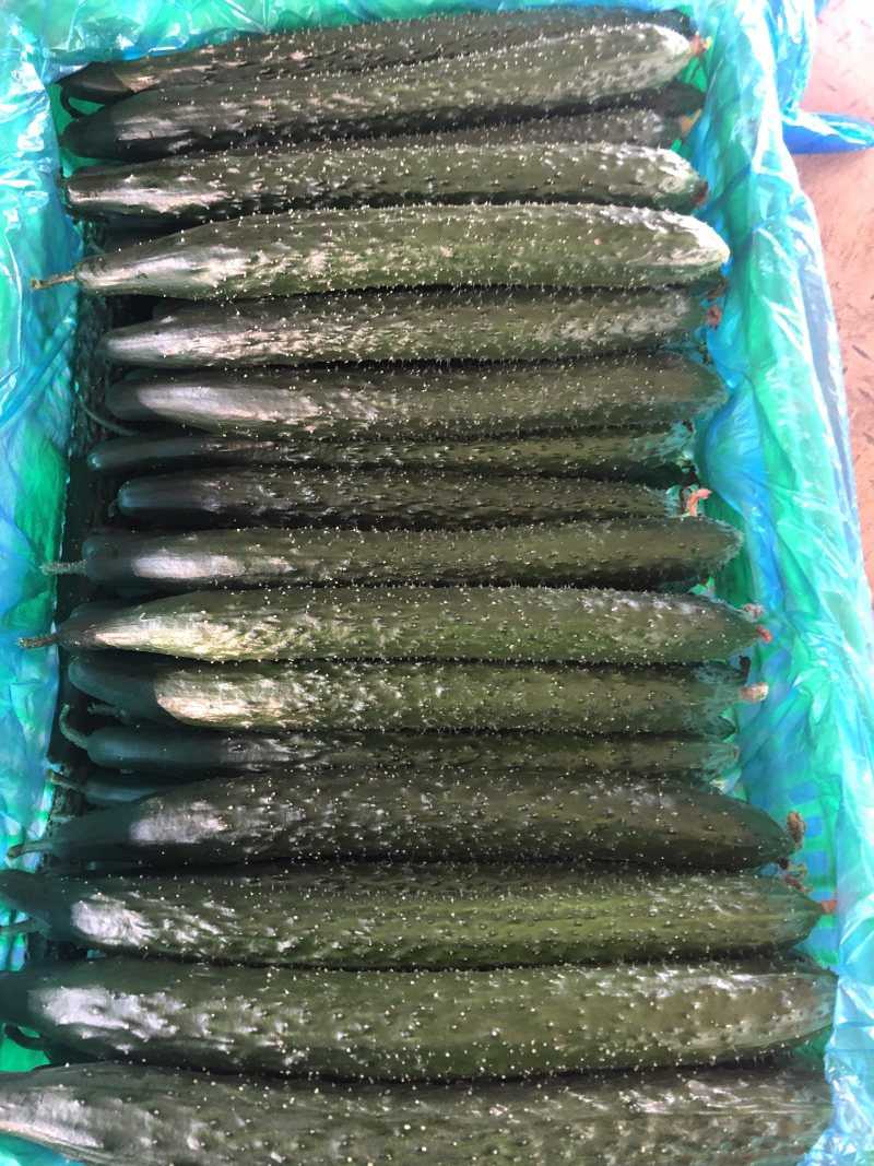 大量供应精品密刺黄瓜