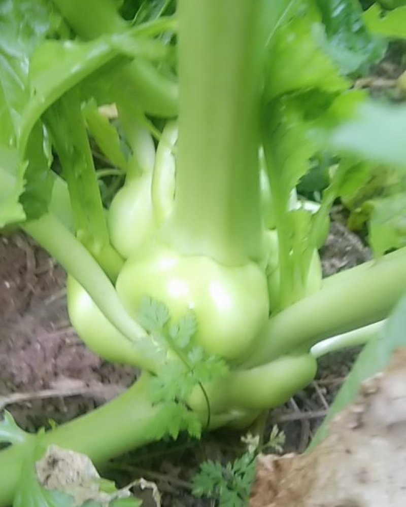 新鲜榨菜