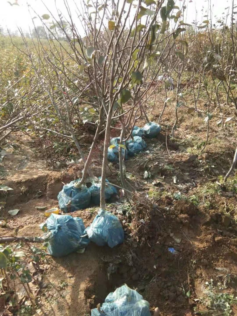 珍珠油杏树苗，珍珠油杏，外观油亮口感好