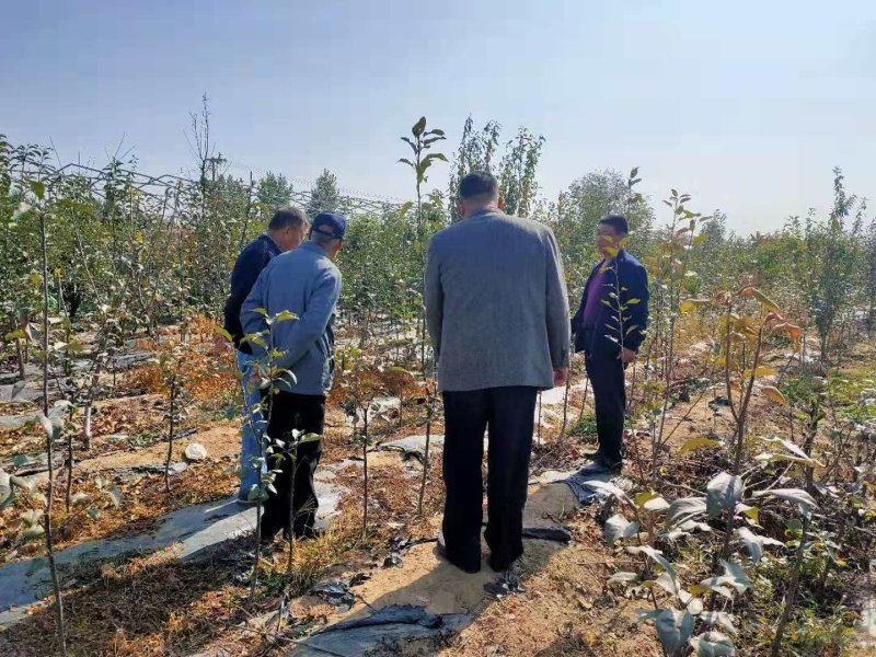 珍珠油杏树苗，珍珠油杏，外观油亮口感好