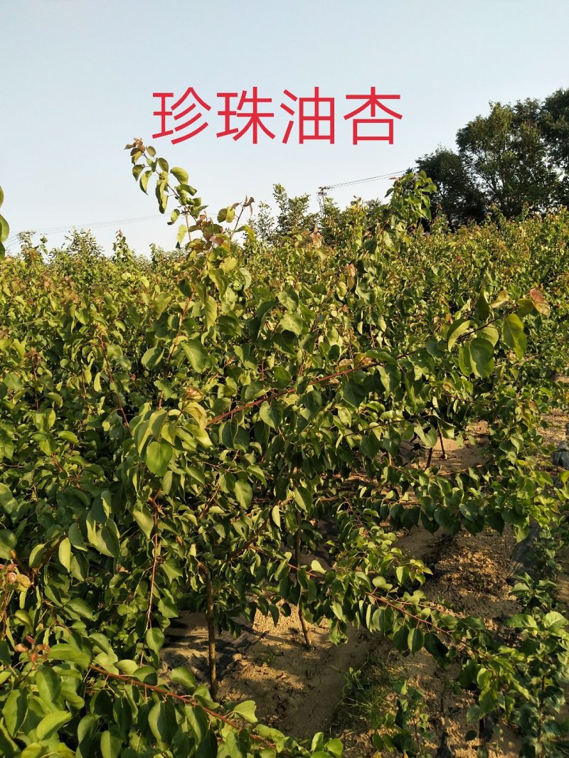 珍珠油杏树苗，珍珠油杏，外观油亮口感好