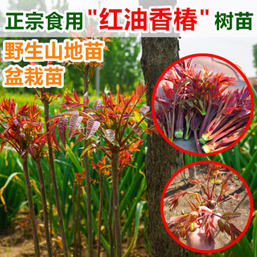 香椿红油香椿苗四季食用椿树苗室内盆栽庭院地栽