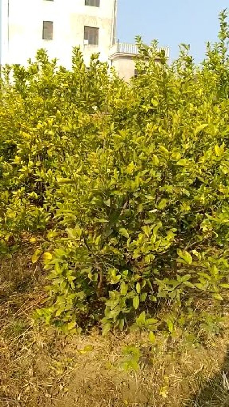 家庭农场转让，水电路全通，内有果树中药材及苗木和蔬菜大棚