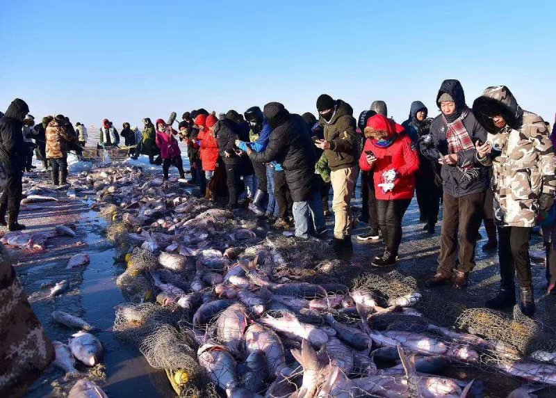 查干湖胖头鱼诚招各级代理全国支持一件代发