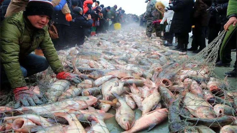 查干湖胖头鱼诚招各级代理全国支持一件代发