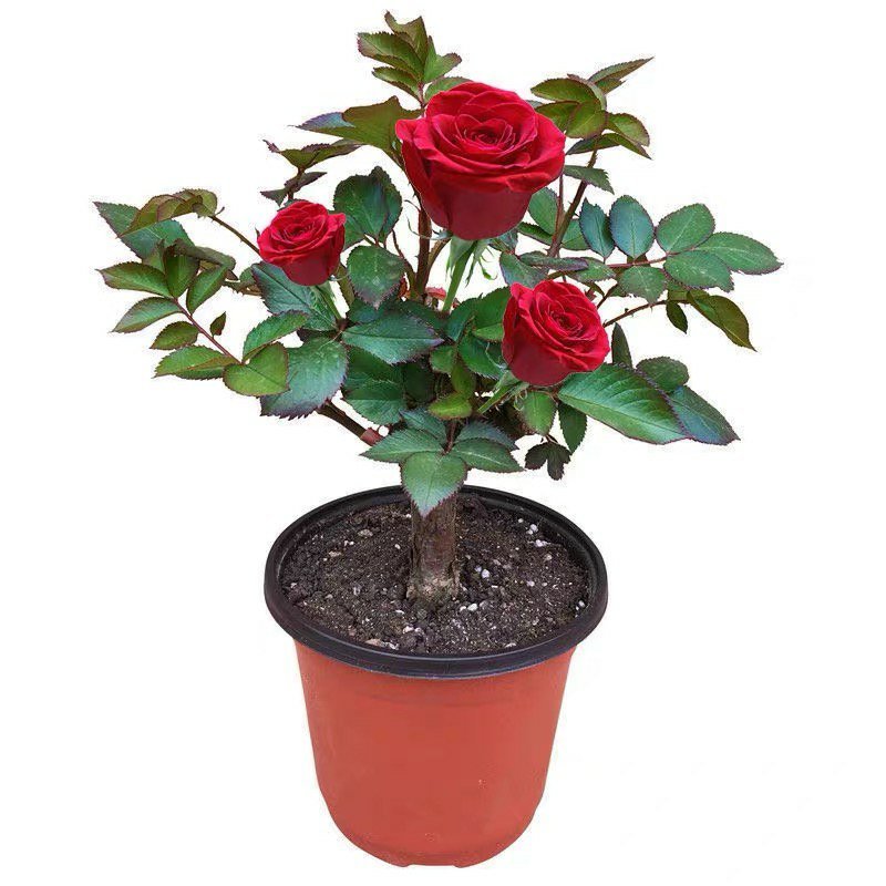 【有好货】玫瑰花玫瑰老根阳台庭院种植量大从优