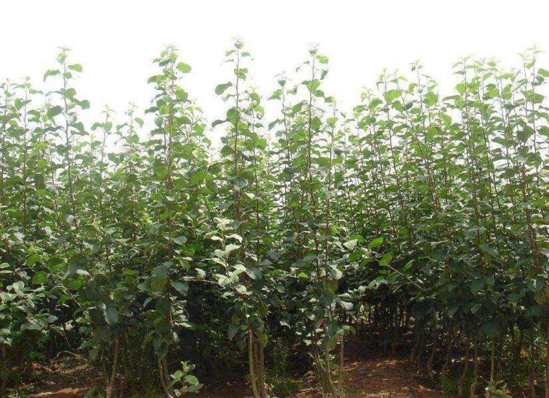 罗汉松四季管理时间轴