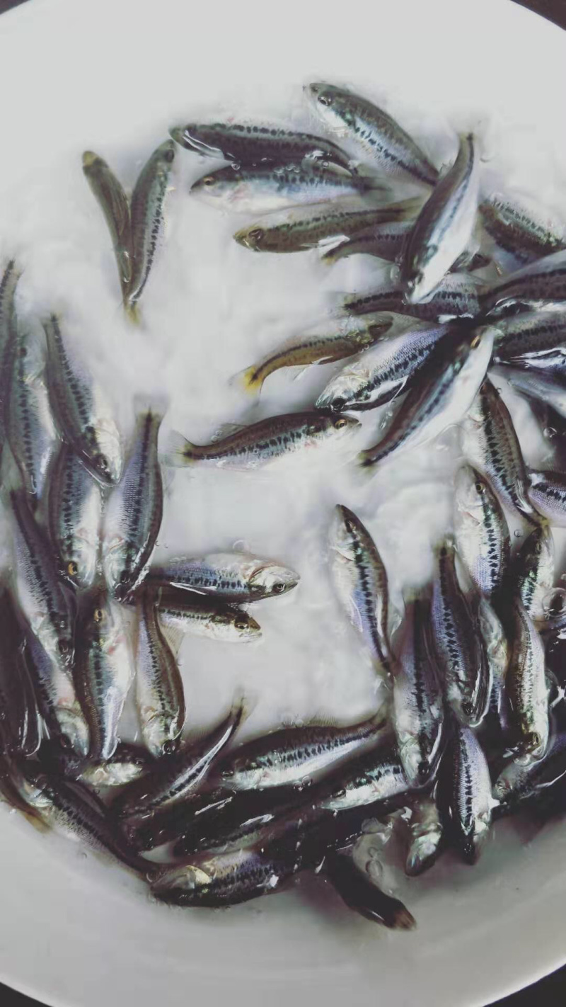 加洲鲈鱼苗淡水大嘿鲈批发驯化吃料货源充足