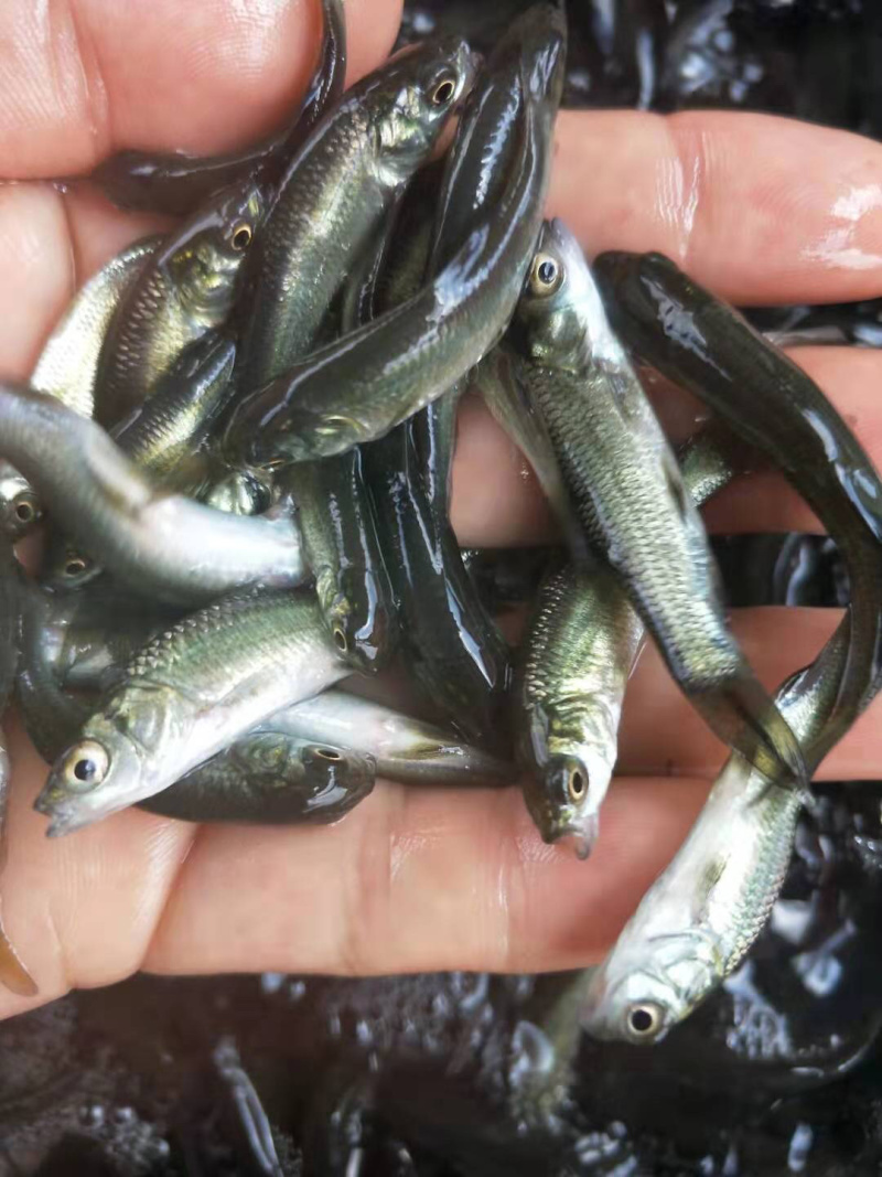 青鱼黑鲩鱼苗螺蛳青专业养殖淡水鱼苗
