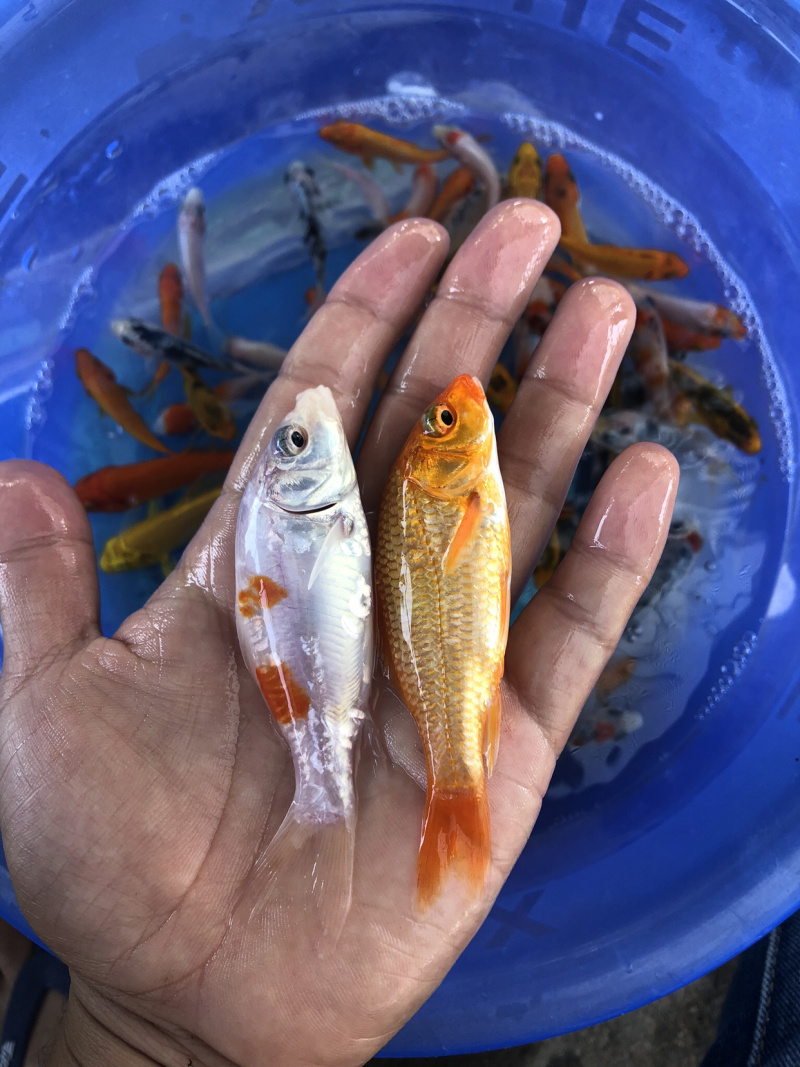 观常鱼苗锦鲤鱼苗日本锦鲤颜色鲜艳人工养殖