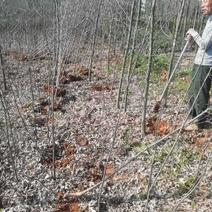 造林用：北美红栎（沼生栎：红橡树：低价截杆小苗大量