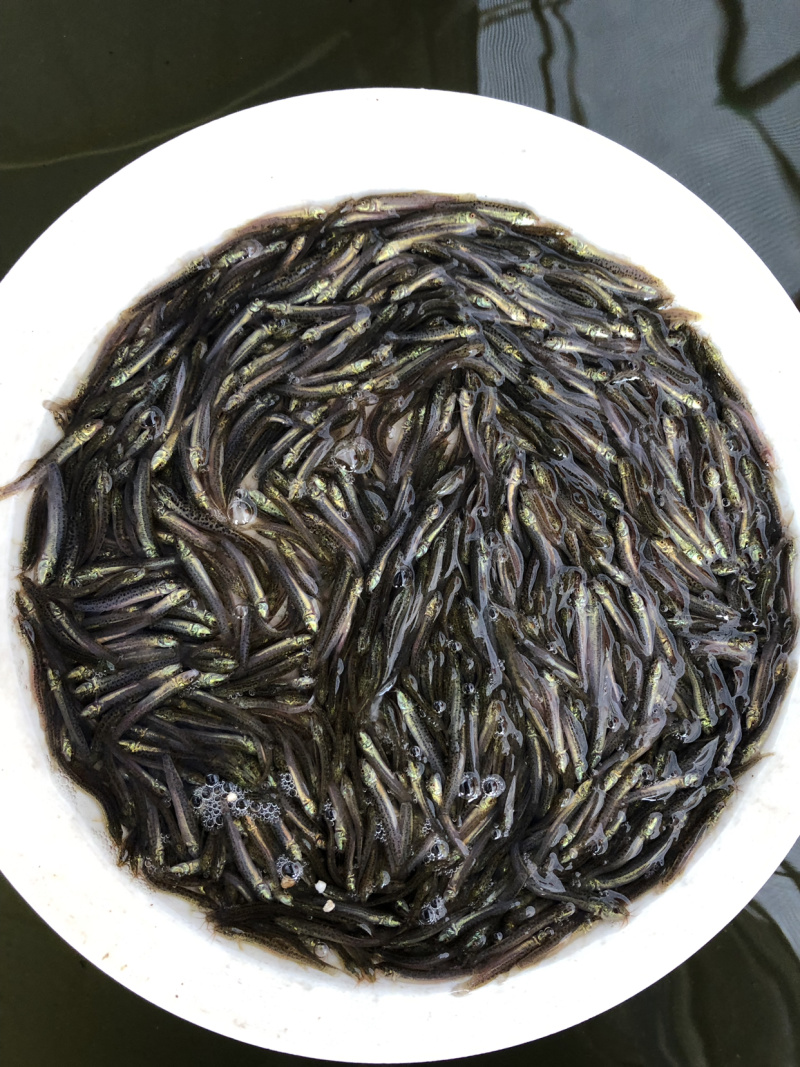 泥鳅苗台湾泥鳅苗杂交泥鳅苗养殖效益高爆品鱼苗
