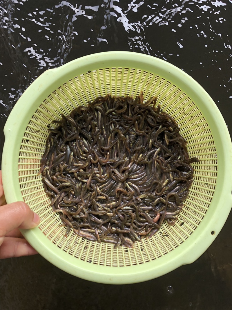 泥鳅苗台湾泥鳅苗杂交泥鳅苗养殖效益高爆品鱼苗