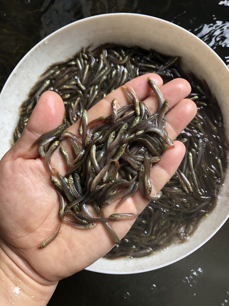 泥鳅苗台湾泥鳅苗杂交泥鳅苗养殖效益高爆品鱼苗