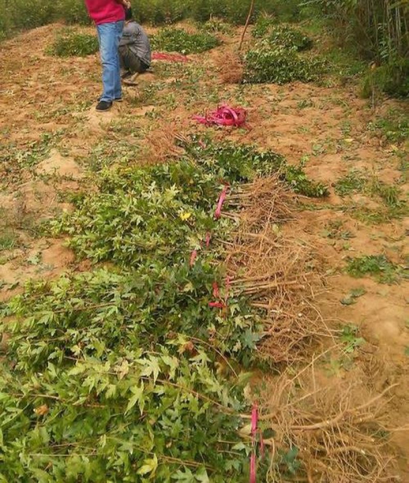 娜塔栎枫树苗包纯度现挖现卖死苗补发