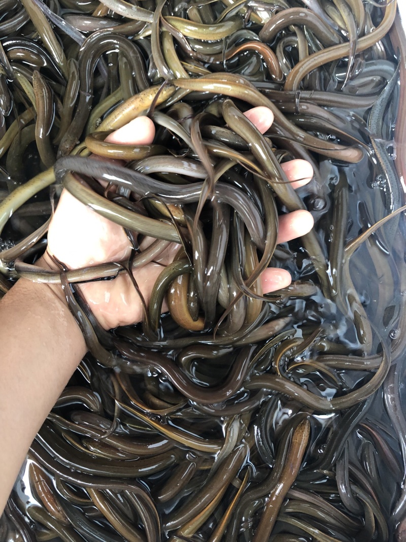 黄鳝苗正大9号黄鳝专业养殖精品鱼苗