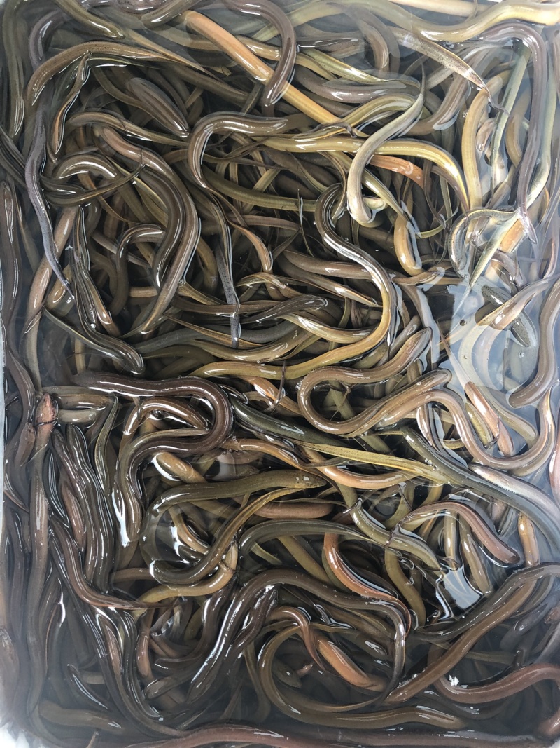黄鳝苗正大9号黄鳝专业养殖精品鱼苗
