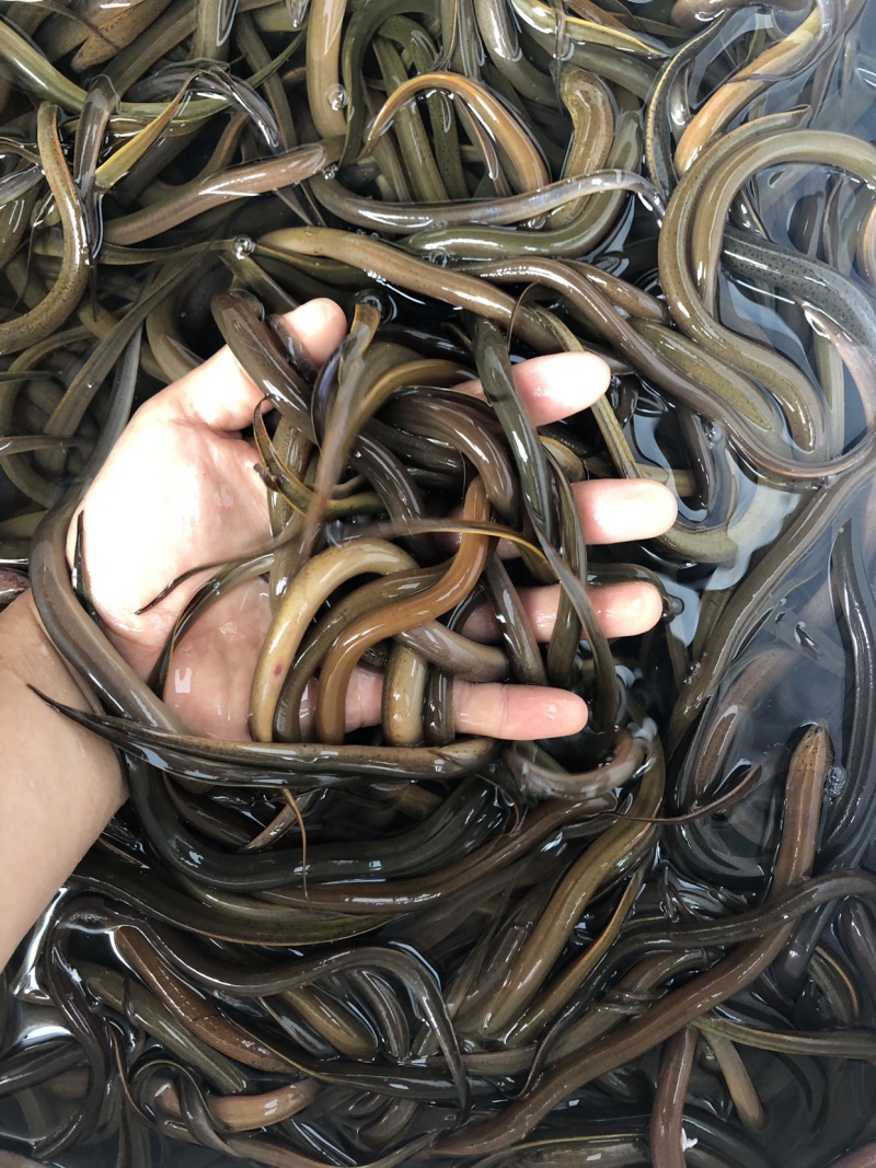 黄鳝苗正大9号黄鳝专业养殖精品鱼苗