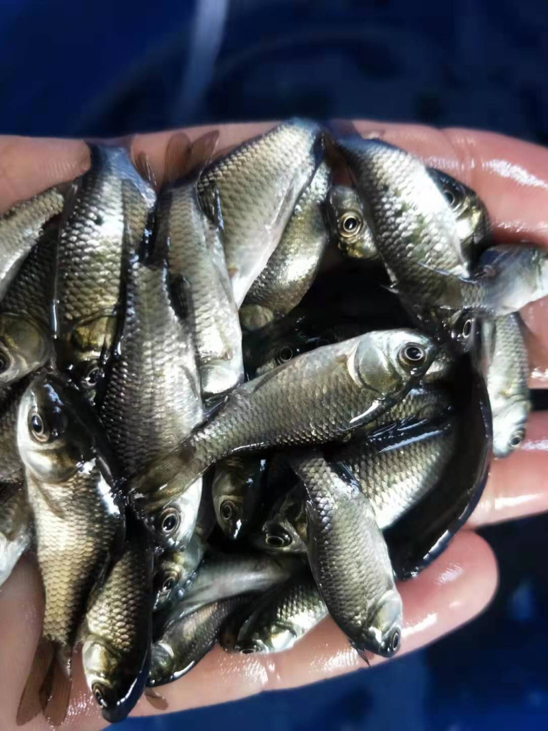 鲫鱼苗中科三号鲫鱼巨鲫鱼淡水鱼苗活体鱼苗